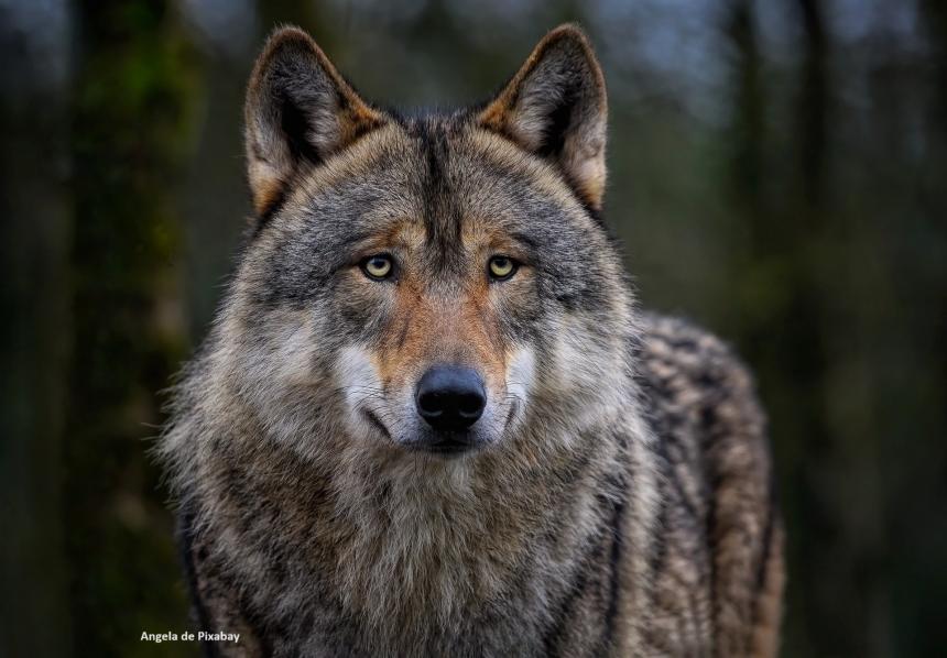 Loup dans le Doubs : Mépriser les associations n’aidera pas les éleveurs